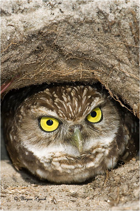 Burrowing Owl in Burrow by Dr. Wayne Lynch &copy;